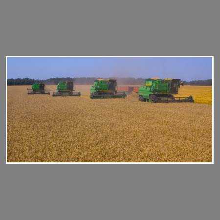 Групповой метод уборки пшеницы на полях Динского района Краснодарского края.