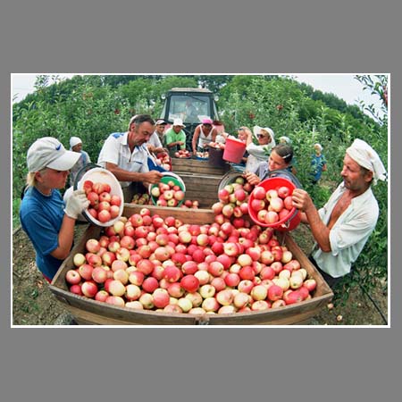 Сбор урожая яблок. "Сад-Гигант" г. Славянск-на-Кубани.