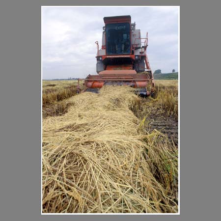 Уборка риса на полях Красноармейского района.