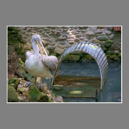 Хозяин пруда - пеликан