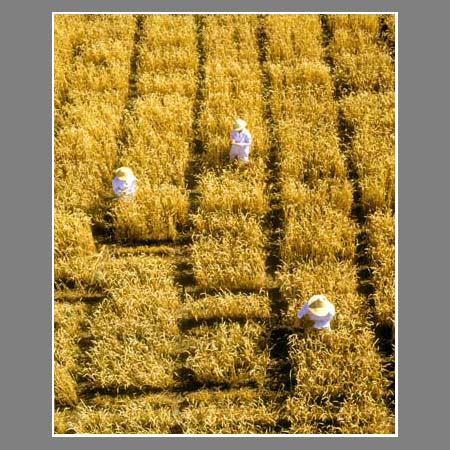 Селекционная работа на пшеничных делянках. Слайд 6х7 Kodak.