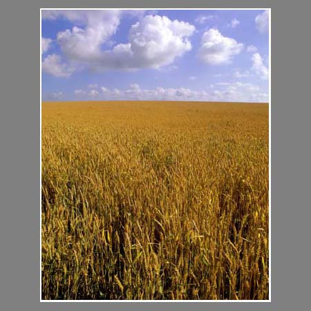 Пшеничное поле Кубани. Слайд 6х7 Kodak.