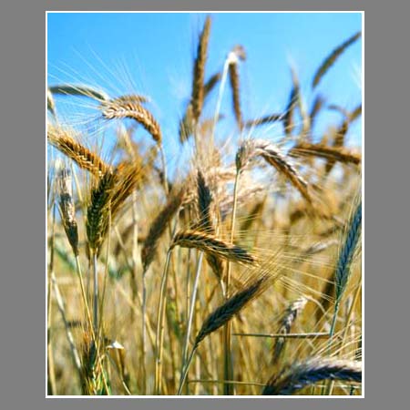 Колосья пшеницы. Слайд 6х7 Kodak.