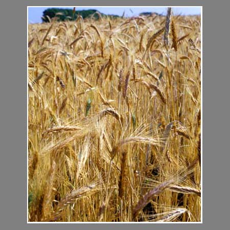 Пшеничное поле. Слайд 6х7 Kodak.