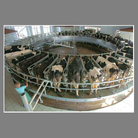 Дойка коров на карусельной доильной установке