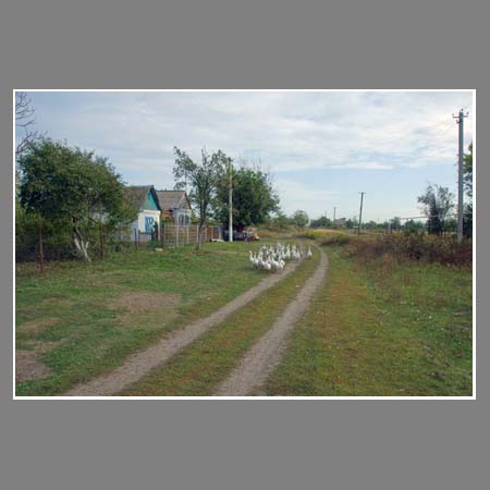 Станичный пейзаж с домашними гусями.