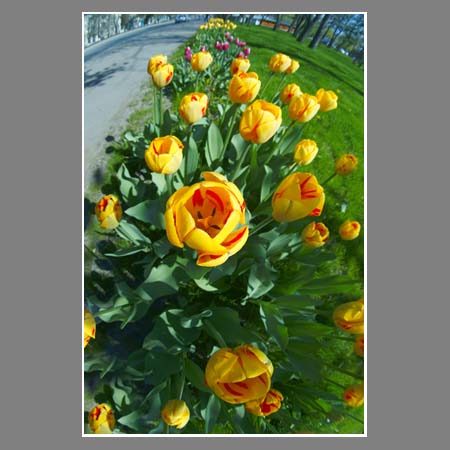 Цветут тюльпаны на городских клумбах