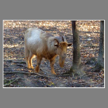 Обитатель Сафари-Парка - Камерунский козел.